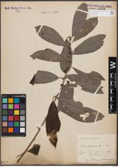 Foto von Salix cinerea L.